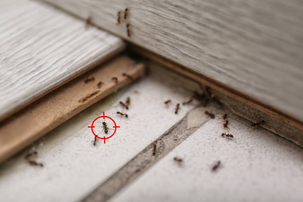 Best Commercial Pest Control Services  in Carlyss, LA