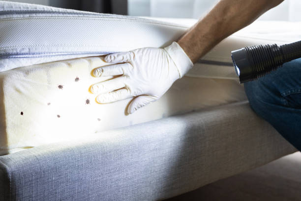 Best Flea Control Services  in Carlyss, LA