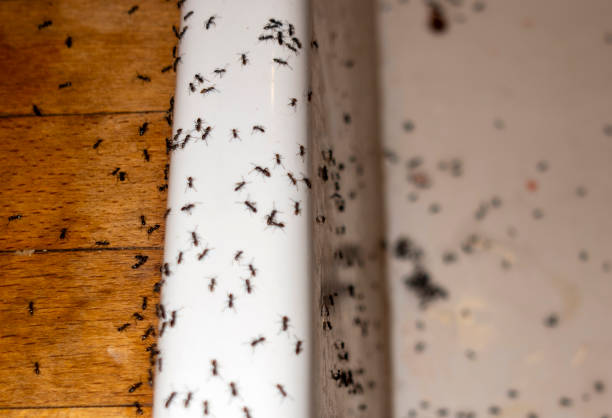 Best Pest Prevention Services  in Carlyss, LA