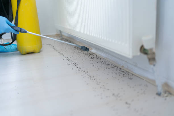 Best Affordable Pest Control Services  in Carlyss, LA