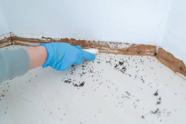 Best Emergency Pest Control  in Carlyss, LA